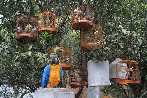 養雀仔|雀仔街 – 香港養鳥文化、鳥籠工藝、歴史、相關資源